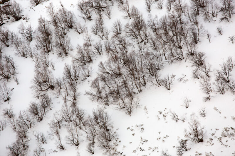vista cenital de bosque con nieve en Ancares