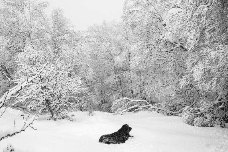 bosque nevado en Ancares con perro negro