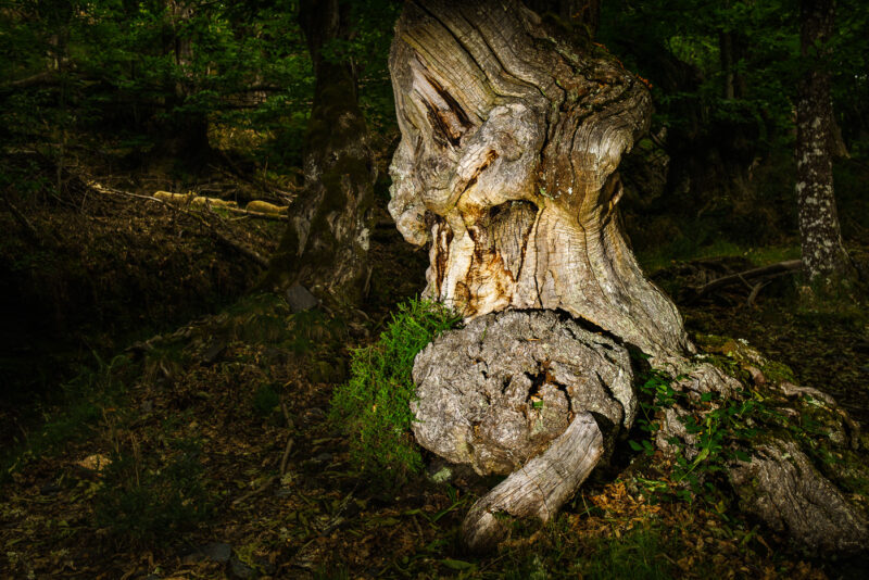 tronco de árbol centenario en bosque de castaños