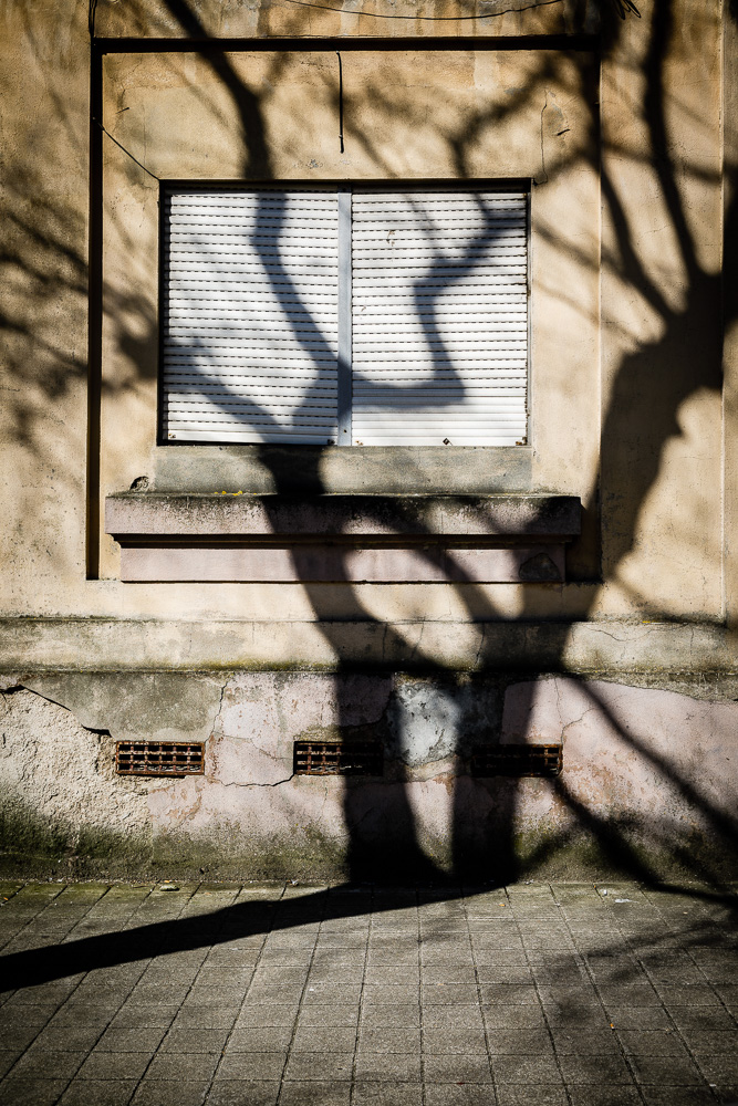 proyección de sombra de árbol sobre fachada con ventana cerrada