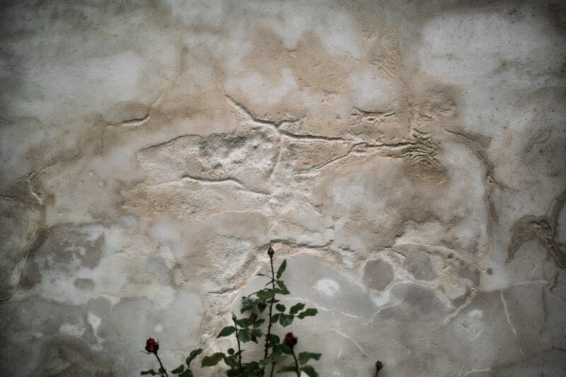 rosal con fondo de pared con grietas