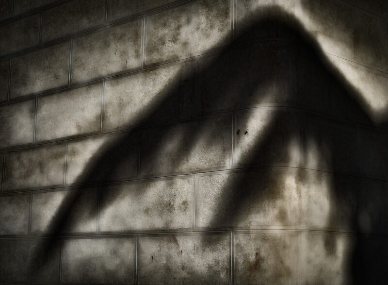 sombra de una rama de árbol sobre pared que parece un ala
