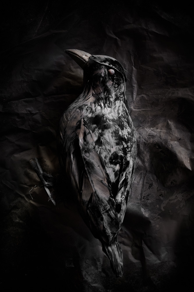 objetos encontrados figura de pájaro negro cuervo sobre tela negra