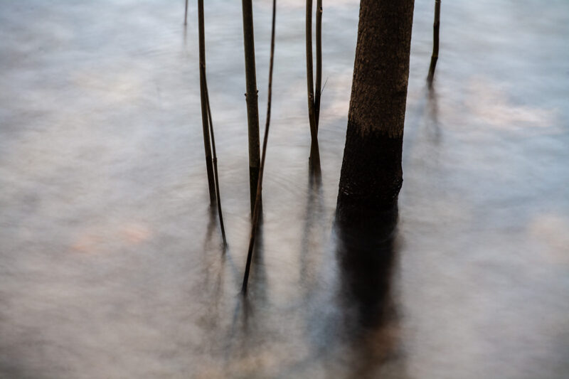 árboles con tiempo de exposición larga en río