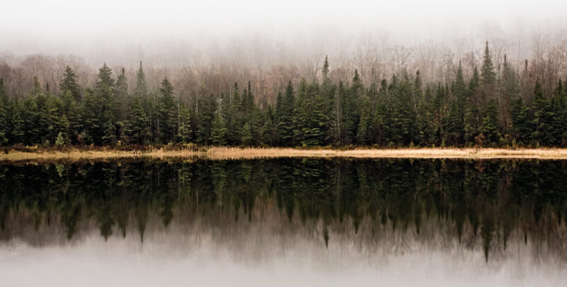 reflejo simétrico de árboles sobre un lago