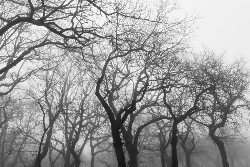 árboles en invierno con niebla