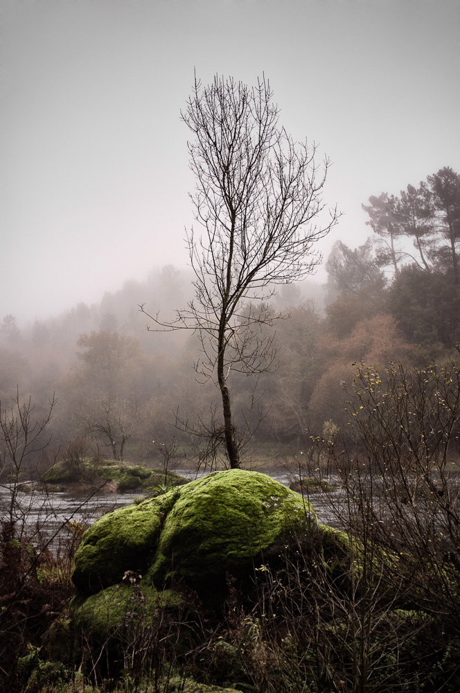 Paisajes interiores árbol sobre una roca en n río con niebla