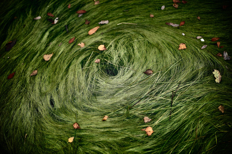 efecto de vórtice con algas