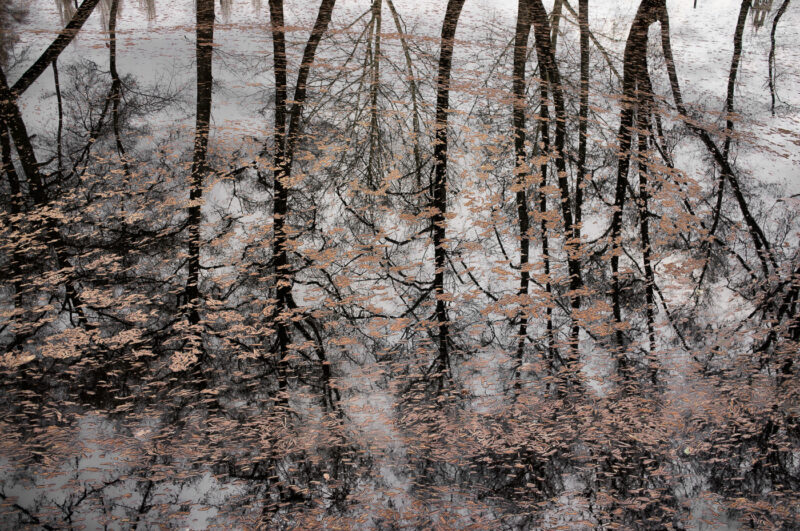 reflejo de hojas y árboles en río