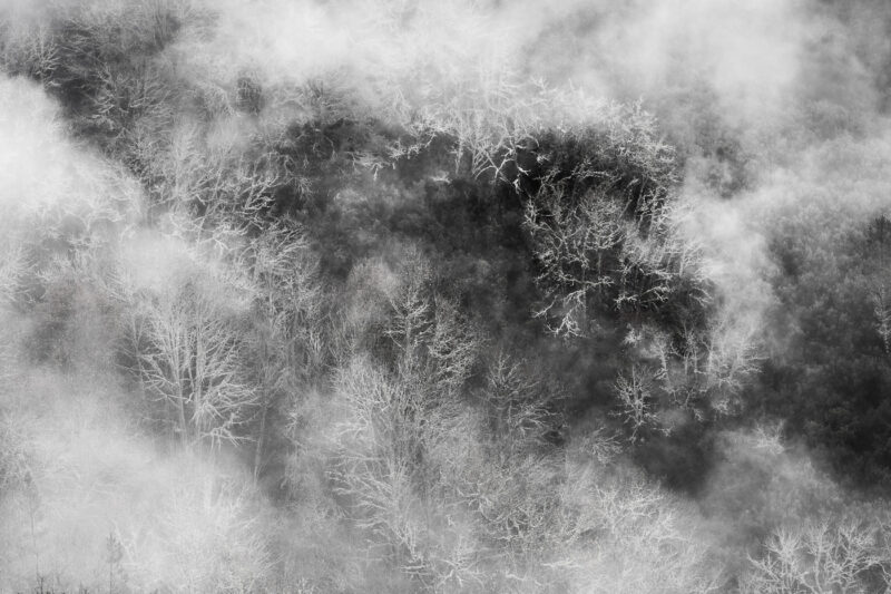 Paisajes interiores bosque con niebla