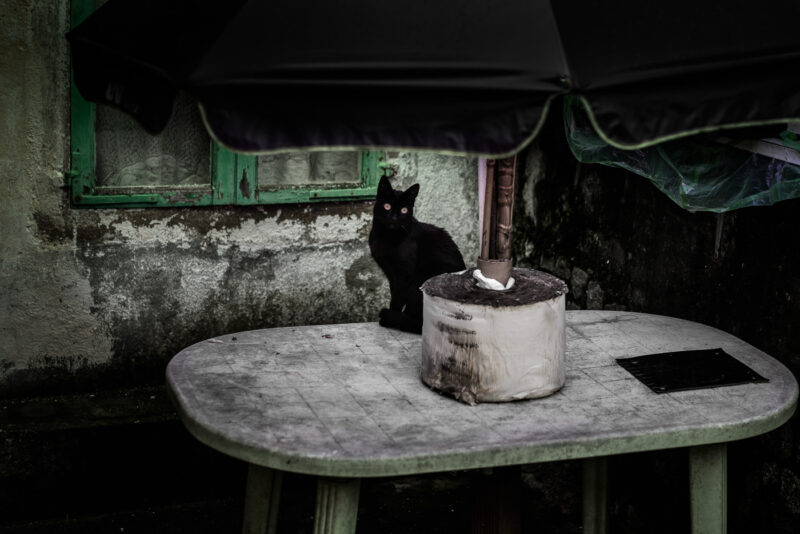 gato negro sobre mesa de jardín de plástico y sombrilla