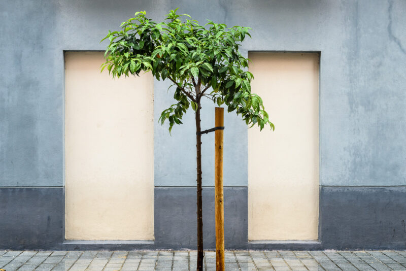 especies de espacios árbol sujeto con una guía en la calle con puertas tapiadas al fondo