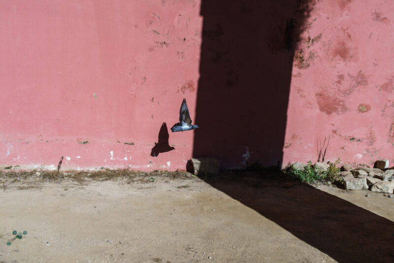 especies de espacios paloma volando sobre muro y proyección de sombra